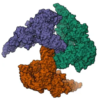 Anticorpo Policlonale Anti-USP9X per WB, ELISA - Q93008