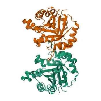 Anticorpo policlonale anti-TPI1 per WB, IHC, IF/ICC, ELISA - P60174