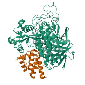 Anti-SDHAF2 Polyclonal Antibody for WB, ELISA - Q9NX18