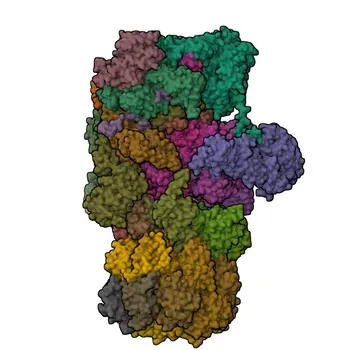 Anti-TXNL1 Polyclonal Antibody for WB, IHC-P, IF/ICC, ELISA - O43396