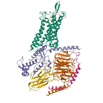 Anti-AVP Polyclonal Antibody for WB, ELISA - P01185