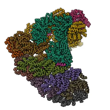 Anticorpo policlonale Anti-ANAPC7 per WB, ELISA - Q9UJX3