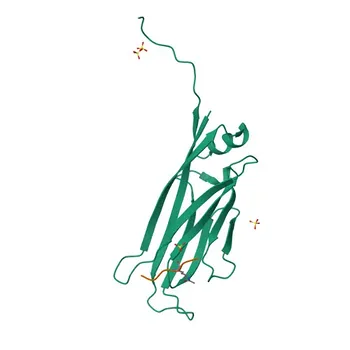 Anti-MLLT1/ENL Polyclonal Antibody for WB and ELISA - Q03111