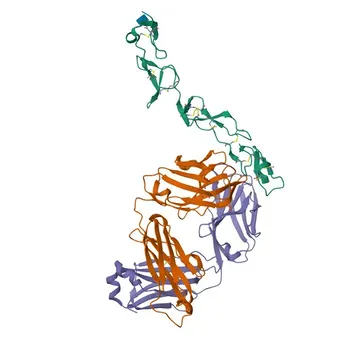 Anti-4-1BB/CD137 Rabbit Polyclonal Antibody for WB, IHC-P, ELISA - Q07011