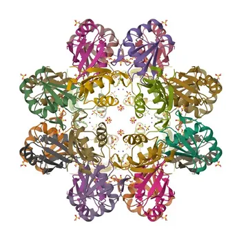 Anticorpo policlonale coniglio Anti-TRMT2A/HTF9C per WB, IHC-P, ELISA - Q8IZ69