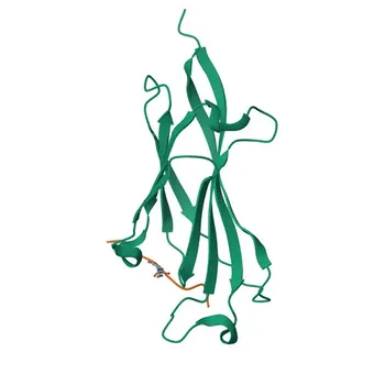 YEATS2 Rabbit Polyclonal Antibody for WB, ELISA - Q9ULM3