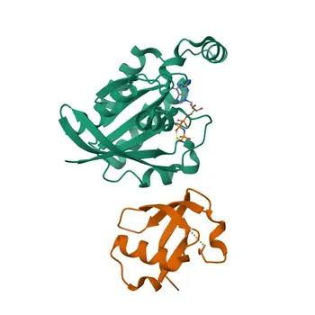Anticorpo policlonale coniglio Anti-RHOG per WB, IHC-P, IF/ICC, ELISA - P84095