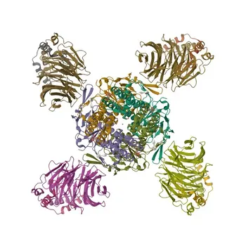 Anti-GNB1 Polyclonal Antibody for WB, IF/ICC, ELISA - P62873