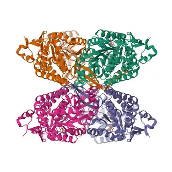 Anti-ALDH7A1 Monoclonal Antibody for WB, ELISA - P49419