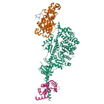 Anti-MYL6B Rabbit Polyclonal Antibody (KO Validated) for WB and ELISA - P14649