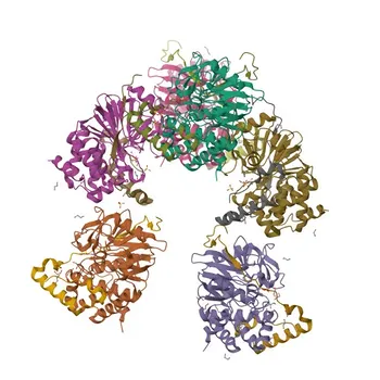 Anti-PHACTR1 Polyclonal Antibody for WB, ELISA - Q9C0D0