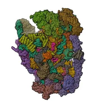 Anti-FCF1 Anticorpo Policlonal de Coelho para WB, IHC-P, IF/ICC, ELISA - Q9Y324