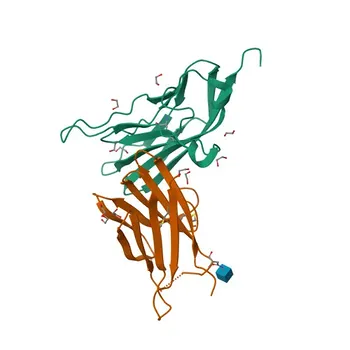 Anti-PVRIG Rabbit Polyclonal Antibody for WB, ELISA - Q6DKI7
