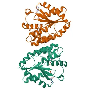 Anti-DTYMK Kaninchen-Monoklonaler Antikörper für WB, IF/ICC, ELISA - P23919