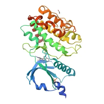 Anticorpo policlonale Anti-CAMK2G per WB, IF-P, IHC-P, ELISA - Q13555