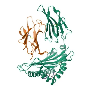 Anti-POF1B Rabbit Polyclonal Antibody for WB, ELISA - Q8WVV4