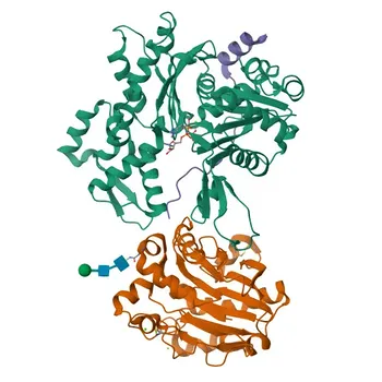 Anticorpo policlonale Anti-WIPF1 per WB, IHC-P, ELISA - O43516