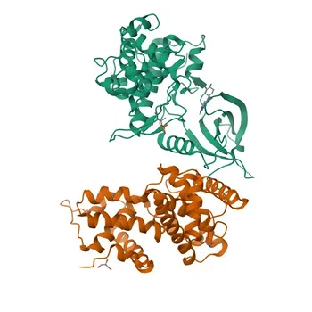 Anticorpo policlonale anti-Ciclina T1 per WB, ELISA - O60563
