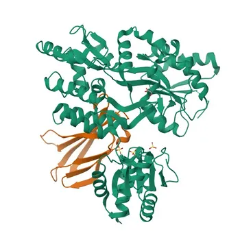 Anticorpo policlonale coniglio Anti-MKP1 per WB, ELISA - P28562
