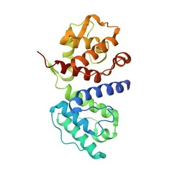 Anticorpo Policlonal Anti-α-Actinina-4 para WB, ELISA - O43707