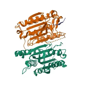 Anti-cFLIP Polyclonal Antibody for WB, ELISA - O15519