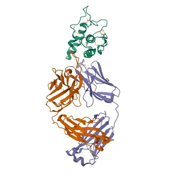 Anti-FZD8 Rabbit Polyclonal Antibody for WB and ELISA - Q9H461