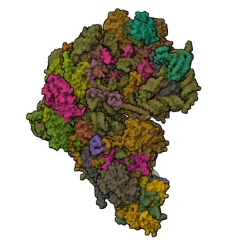 Anti-NOP2 Polyclonal Antibody for WB, ELISA - P46087