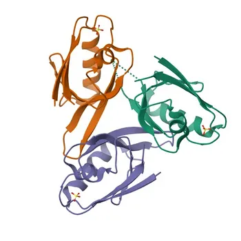 Anti-DVL1 Polyclonal Antibody for WB, ELISA - O14640