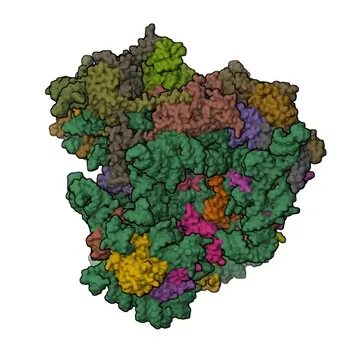 Anticorpo Policlonale Anti-RPF2 Coniglio per WB, ELISA - Q9H7B2