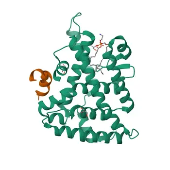 Anti-SHP/NR0B2 Rabbit Polyclonal Antibody for WB and ELISA - Q15466