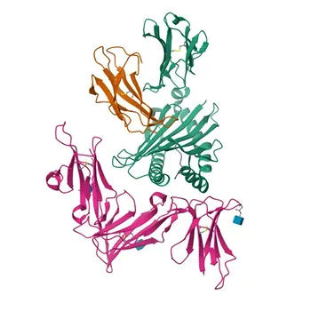 Anti-KIR3DL1 Polyclonal Antibody for WB, ELISA - P43629