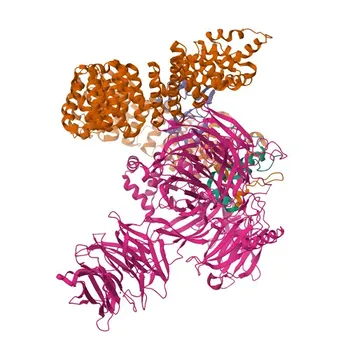 Anti-SF3B1 Rabbit Polyclonal Antibody for WB, IF/ICC, ELISA - O75533