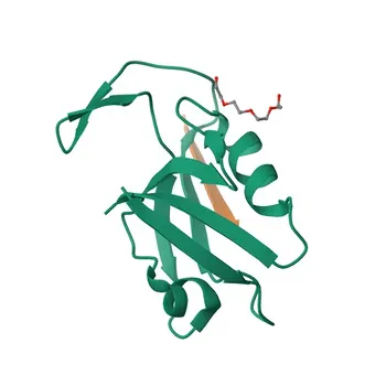 Anticorpo policlonale coniglio anti-DGKZ (Diacylglycerol Kinase Zeta) per WB ed ELISA - Q13574