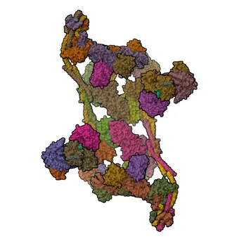 Anti-THOC2 Rabbit Polyclonal Antibody for WB and ELISA - Q8NI27