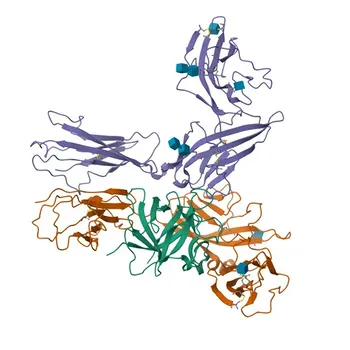 Anticorpo policlonale coniglio anti-IL1R2 per WB, ELISA - P27930