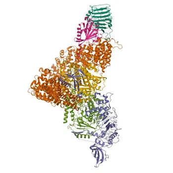 Anti-TBCC Rabbit Polyclonal Antibody for WB, IF/ICC, ELISA - Q15814
