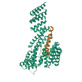 Anticorpo monoclonal de coelho Anti-TOM70 para WB, ELISA - O94826