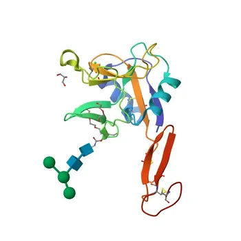 Anti-CD62L/L-Selectin Polyclonal Antibody for WB, IHC-P, ELISA - P14151