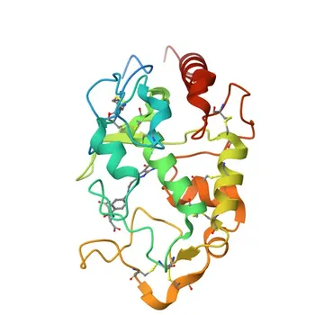 Anti-Folate Binding Protein (FOLR1) Rabbit Polyclonal Antibody for WB - P15328