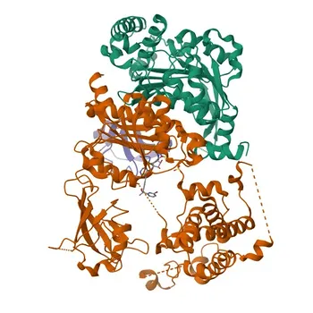 Anticorpo Policlonale Conigliaro Anti-SUMO1 (Validato KO) per WB, IHC-P, IF/ICC, ELISA - P63165