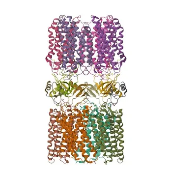 Anticorpo policlonale anti-CXCL12 per WB - P48061