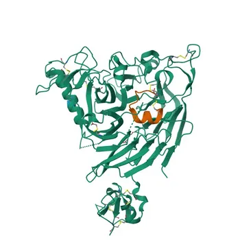Anticorpo policlonale coniglio anti-SCGB1A1 per WB, IF-P, IHC-P, ELISA - P11684