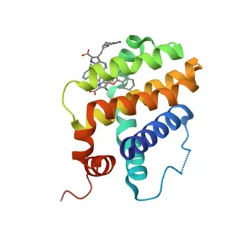Anti-MCL1 Rabbit Polyclonal Antibody for WB - Q07820