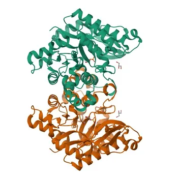 Anti-ACMSD Rabbit Polyclonal Antibody for WB, ELISA - Q8TDX5