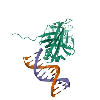Anti-Aim2 Rabbit Polyclonal Antibody for WB, ELISA - Q91VJ1