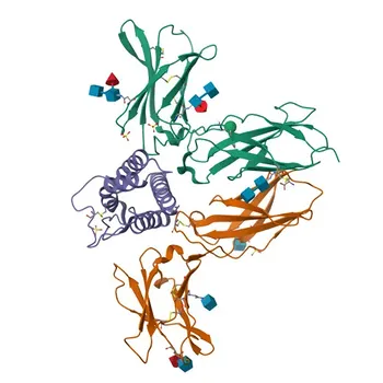 Anticorpo Policlonico de Coelho Anti-IL2 para WB, IHC-P, ELISA - P60568