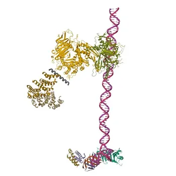Anticorpo policlonale rabbit anti-TBP per WB e ELISA - P20226