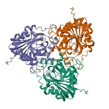 KO Validated Anti-PNP Rabbit Polyclonal Antibody for WB, ELISA - P00491