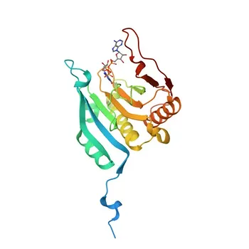 [KD Validado] Anticorpo Policlonado de Coelho Anti-eIF4E para WB, IHC-P, IF/ICC, IP, ELISA - P06730