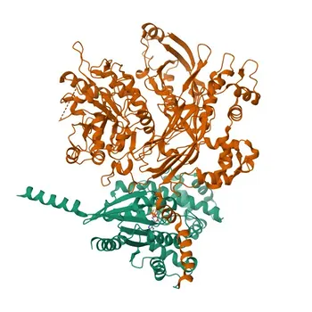 Anti-PLC beta 3 (PLCB3) Rabbit Monoclonal Antibody for WB, ELISA - Q01970